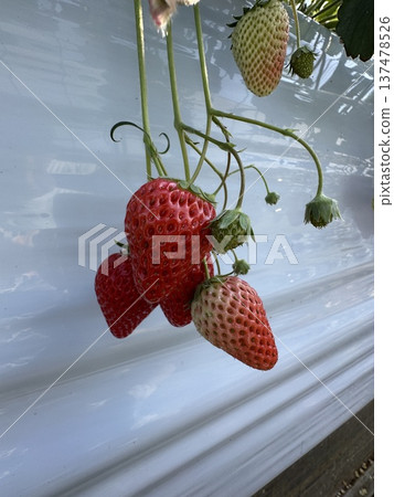 Strawberry Picking ☆mar_lapin Strawberry Picking ☆mar_lapin 137478526