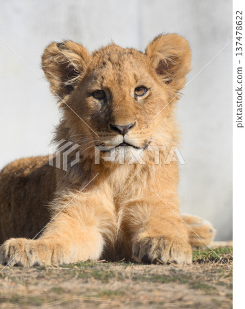 一隻坐著的小獅子的目光 137478622