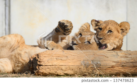幼獅耳朵被咬掉後驚呆了 137478623