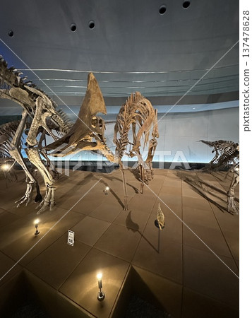 Dinosaur Museum ☆mar_lapin 137478628
