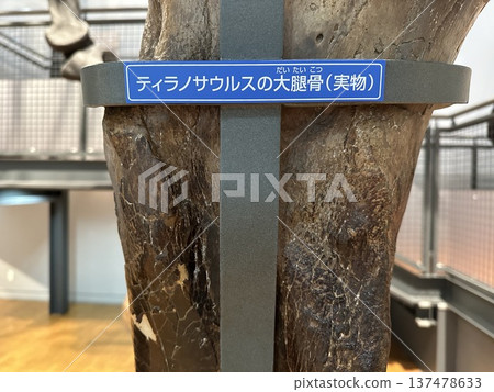 Dinosaur Museum ☆mar_lapin Dinosaur Museum ☆mar_lapin 137478633
