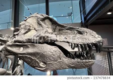 Dinosaur Museum ☆mar_lapin Dinosaur Museum ☆mar_lapin 137478634