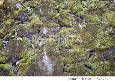 Mossy stone wall Mossy stone wall 137478700