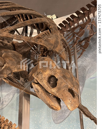 Dinosaur Museum ☆mar_lapin 137478705