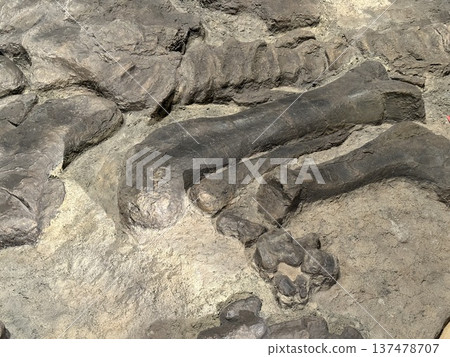 Dinosaur Museum ☆mar_lapin Dinosaur Museum ☆mar_lapin 137478707