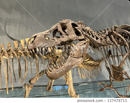 Dinosaur Museum ☆mar_lapin 137478713