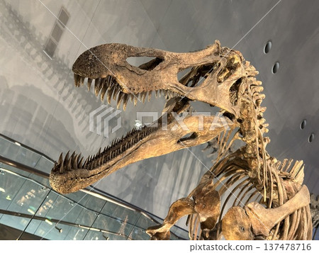 Dinosaur Museum ☆mar_lapin 137478716