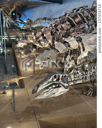 Dinosaur Museum ☆mar_lapin 137478718