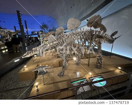 Dinosaur Museum ☆mar_lapin 137478719