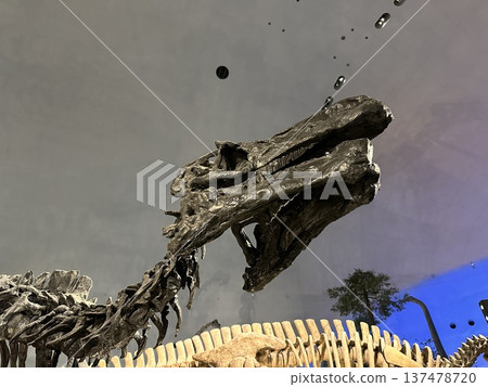 Dinosaur Museum ☆mar_lapin 137478720