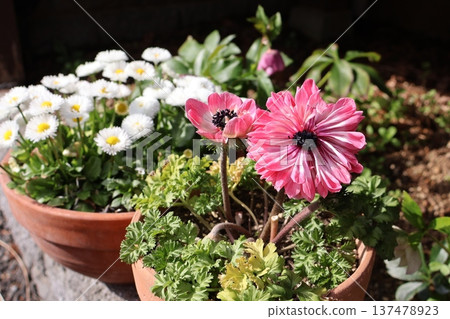 重瓣銀蓮花和白色雛菊 137478923