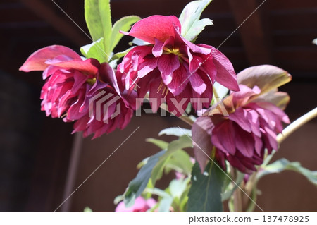 Wine-colored double-flowered Christmas rose Wine-colored double-flowered Christmas rose 137478925