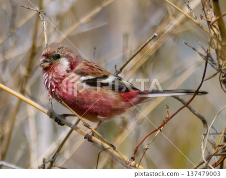 A male red finch feeding in a reed bed (a wild bird in Japan in winter) A male red finch feeding in a reed bed (a wild bird in Japan in winter) 137479003