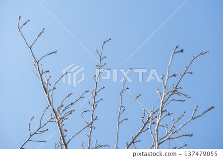 春枝嫩芽櫻花盛開,天空晴朗 春枝嫩芽櫻花盛開,天空晴朗 137479055