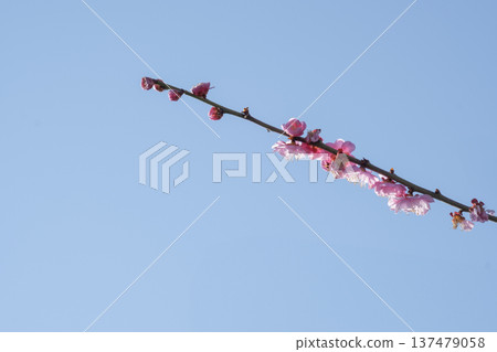 桃花,早春,季節,藍天 桃花,早春,季節,藍天 137479058