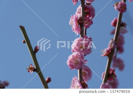 桃花,早春,季節,藍天 桃花,早春,季節,藍天 137479059