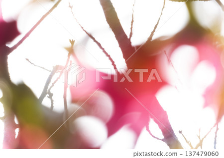 春日的陽光透過樹葉灑下，一片柔和的光暈。 137479060