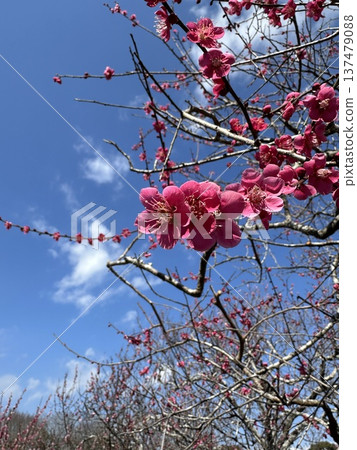 紅梅花在藍天下閃耀 ☆mar_lapin 紅梅花在藍天下閃耀 ☆mar_lapin 137479088