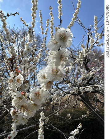 白梅花 ☆mar_lapin 白梅花 ☆mar_lapin 137479090