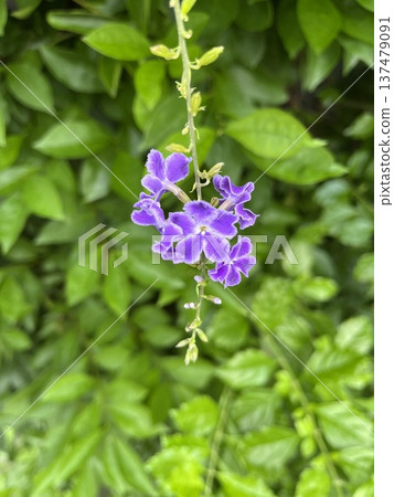 Duranta ☆mar_lapin 137479091