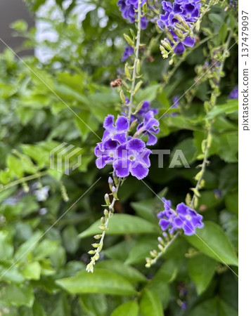 Duranta ☆mar_lapin Duranta ☆mar_lapin 137479097