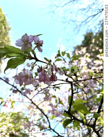 柿田川公園☆mar_lapin 柿田川公園☆mar_lapin 137479103