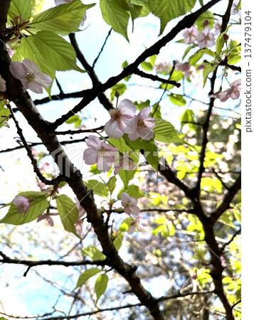 櫻花花瓣 ☆mar_lapin 櫻花花瓣 ☆mar_lapin 137479104