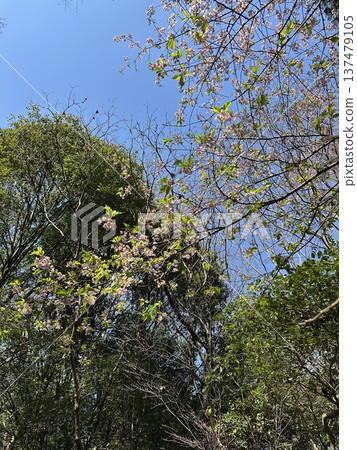Cherry blossom petals ☆mar_lapin 137479105