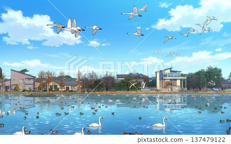 【新潟縣兵庫湖：候鳥】天鵝在越冬地飛翔 137479122