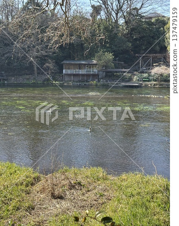 柿田川泉水☆mar_lapin 柿田川泉水☆mar_lapin 137479159