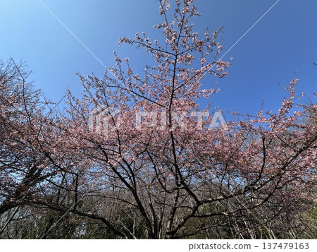 河津櫻花在藍天下閃耀 ☆mar_lapin 137479163