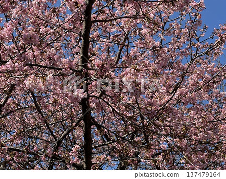 Cherry blossoms in full bloom against the blue sky ☆mar_lapin 137479164