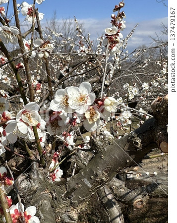 梅花在藍天下閃耀 ☆mar_lapin 梅花在藍天下閃耀 ☆mar_lapin 137479167
