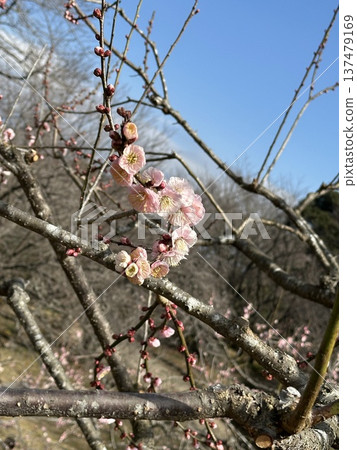 Plum blossoms shining against the blue sky ☆mar_lapin Plum blossoms shining against the blue sky ☆mar_lapin 137479169