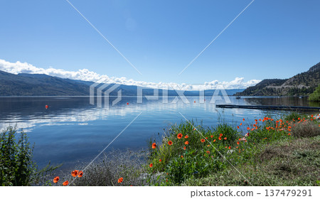 Spring flowers on the shore of Lake. Bright poppies blooming. Spring flowers on the shore of Lake. Bright poppies blooming. 137479291