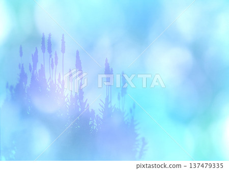The elegant silhouette of blooming lavender against the backdrop of soft sunlight filtering through the trees The elegant silhouette of blooming lavender against the backdrop of soft sunlight filtering through the trees 137479335