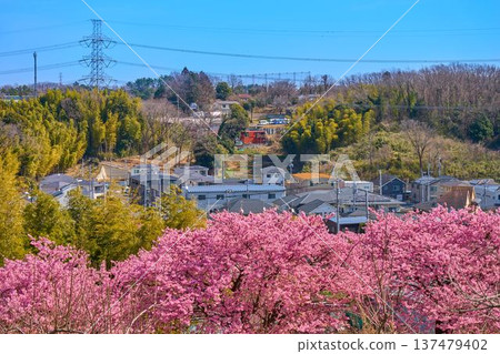 A view of Sakahama (3-chome, 4-chome) in Inagi City, Tokyo, over the Kawazu cherry blossoms in spring 137479402