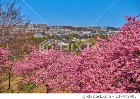 從河津櫻花(坂濱、長峰二丁目、三丁目等)上眺望東京稻木市的景色 從河津櫻花(坂濱、長峰二丁目、三丁目等)上眺望東京稻木市的景色 137479405