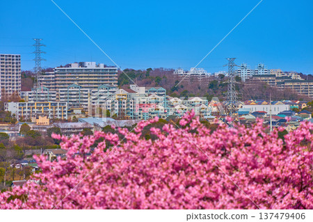 從河津櫻花(長峰二丁目、三丁目等)上眺望東京稻木市的景色 從河津櫻花(長峰二丁目、三丁目等)上眺望東京稻木市的景色 137479406