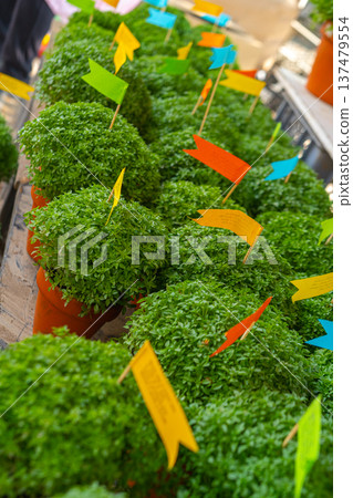 Lot of Manjerico plants top view Lot of Manjerico plants top view 137479554