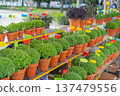 Lot of Manjerico plants on the market stall. 137479556