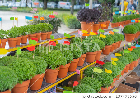 Lot of Manjerico plants on the market stall. Lot of Manjerico plants on the market stall. 137479556