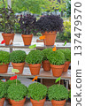 Traditional Manjerico plants on the market stall in Porto 137479570
