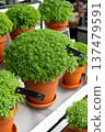 Manjerico plants in the market stall. 137479591