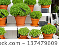 Manjerico plants on the market stall. 137479609