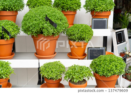 Manjerico plants on the market stall. 137479609