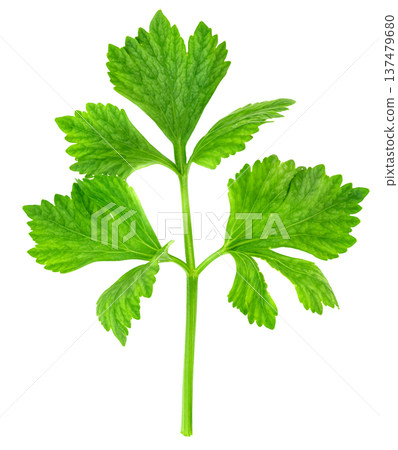 Fresh green celery leaf sprig isolated. Detailed view of vibrant organic vegetable stalk with jagged leaves. Ideal for food, healthy diet, and culinary ingredient concepts. Fresh green celery leaf sprig isolated. Detailed view of vibrant organic vegetable stalk with jagged leaves. Ideal for food, healthy diet, and culinary ingredient concepts. 137479680