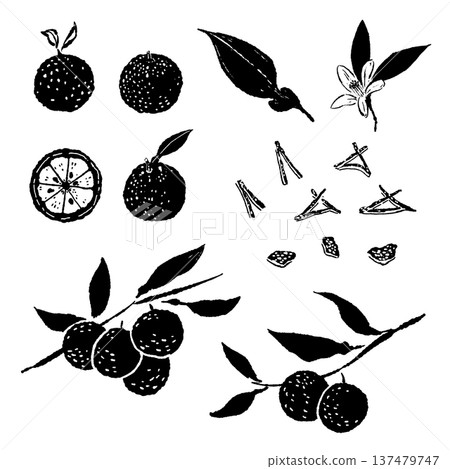 Complete set of yuzu fruit, branches, flowers and peel Complete set of yuzu fruit, branches, flowers and peel 137479747