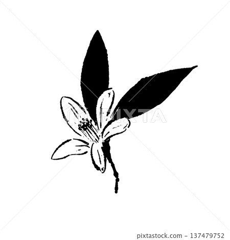 柚子花葉剪影插圖 柚子花葉剪影插圖 137479752