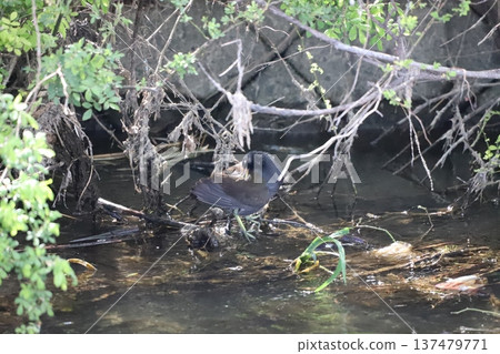 A moorhen preening by the water A moorhen preening by the water 137479771